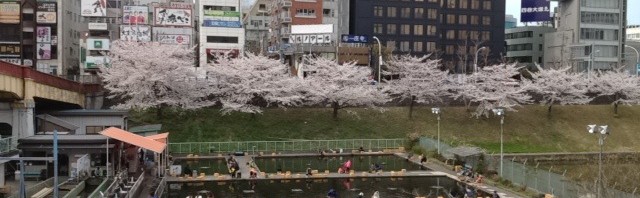 市ヶ谷の釣り堀と満開の桜