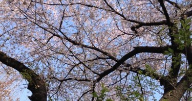 東京は桜がそろそろ終わりになりそうです