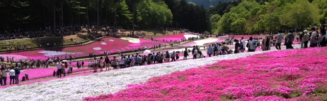 秩父の羊山公園にある芝桜の丘で満開の花を観賞
