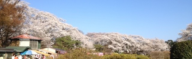 群馬県の沼田公園で花見