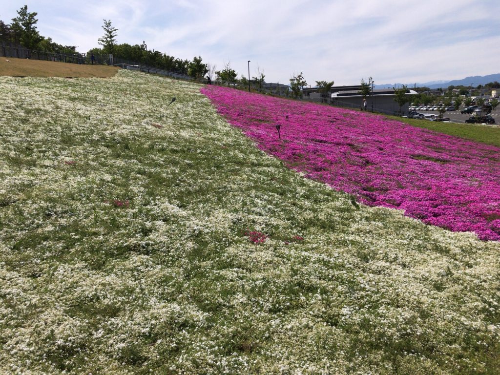本庄早稲田駅近くのマリーゴールドの丘公園で休憩