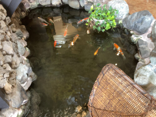 お店の中の池と鯉