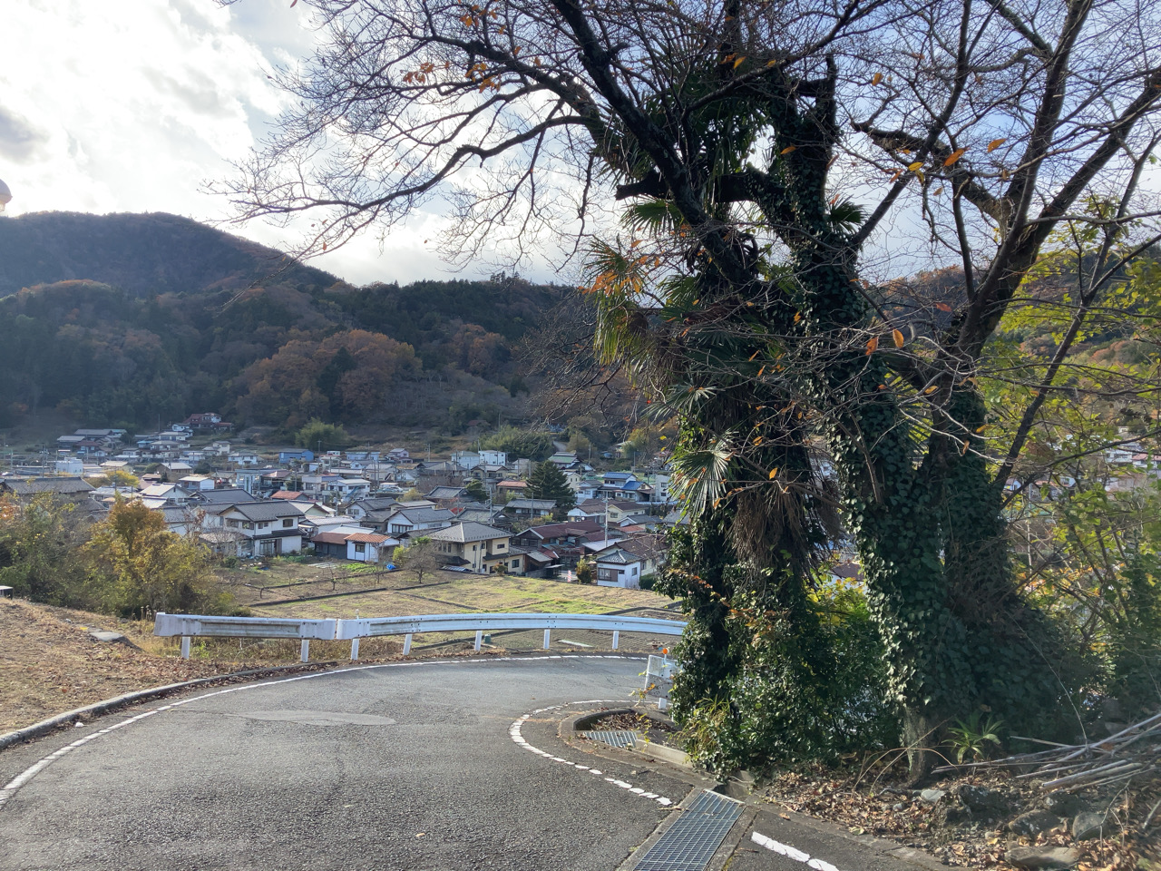 本栖高校　坂道　桜の木