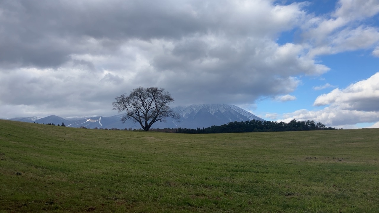 NHKの朝ドラ「どんど晴れ」に登場した小岩井農場の一本桜を見学